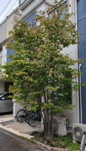 毛虫が発生してしまった木