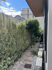 目隠し用の木が大きくなりすぎてしまった