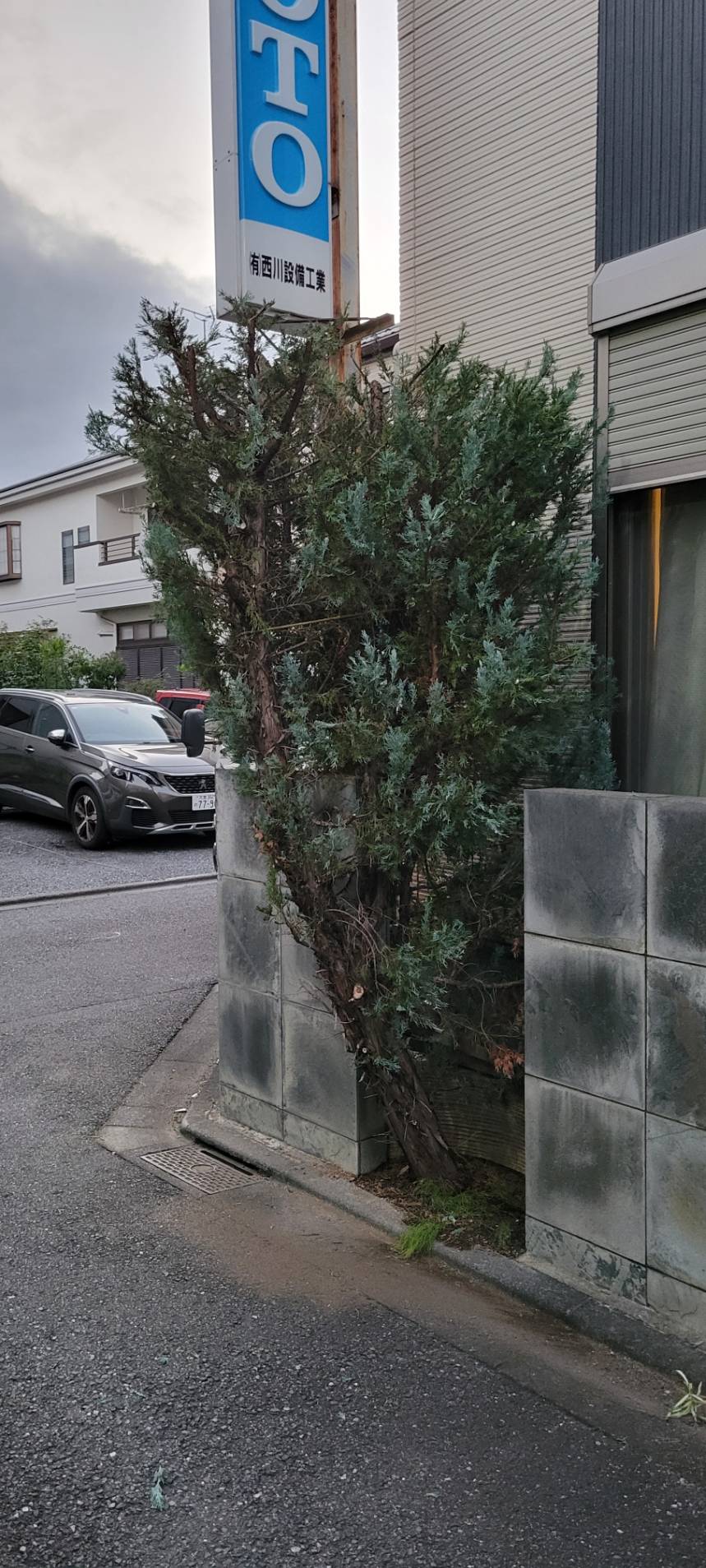 除草しすっきりキレイな印象に