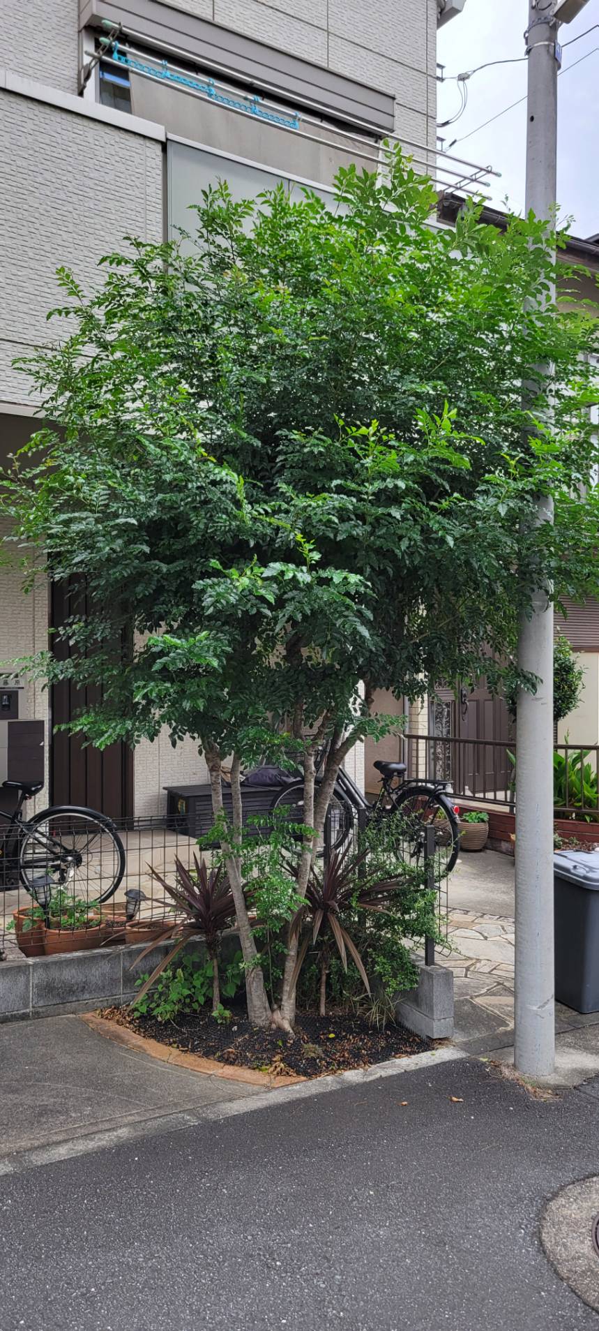 玄関に植えたシンボルツリー