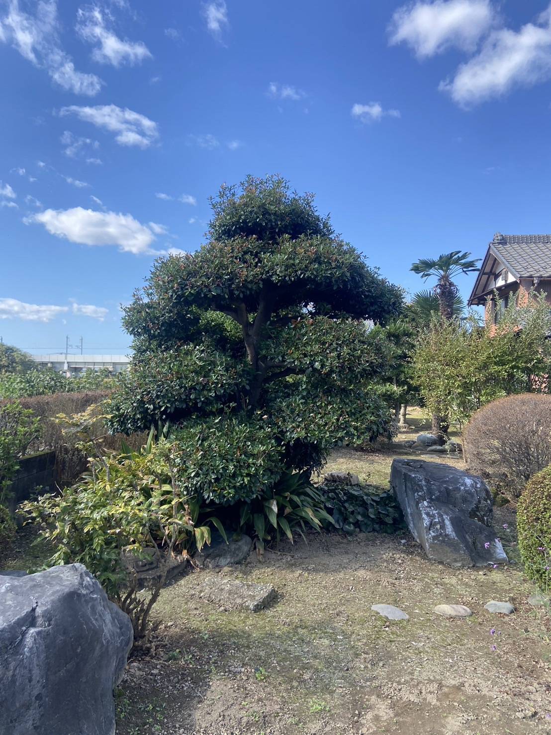 松の剪定を行います
