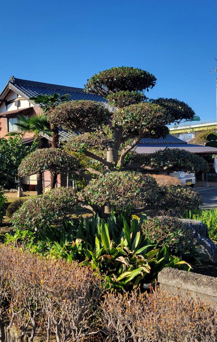 松の剪定