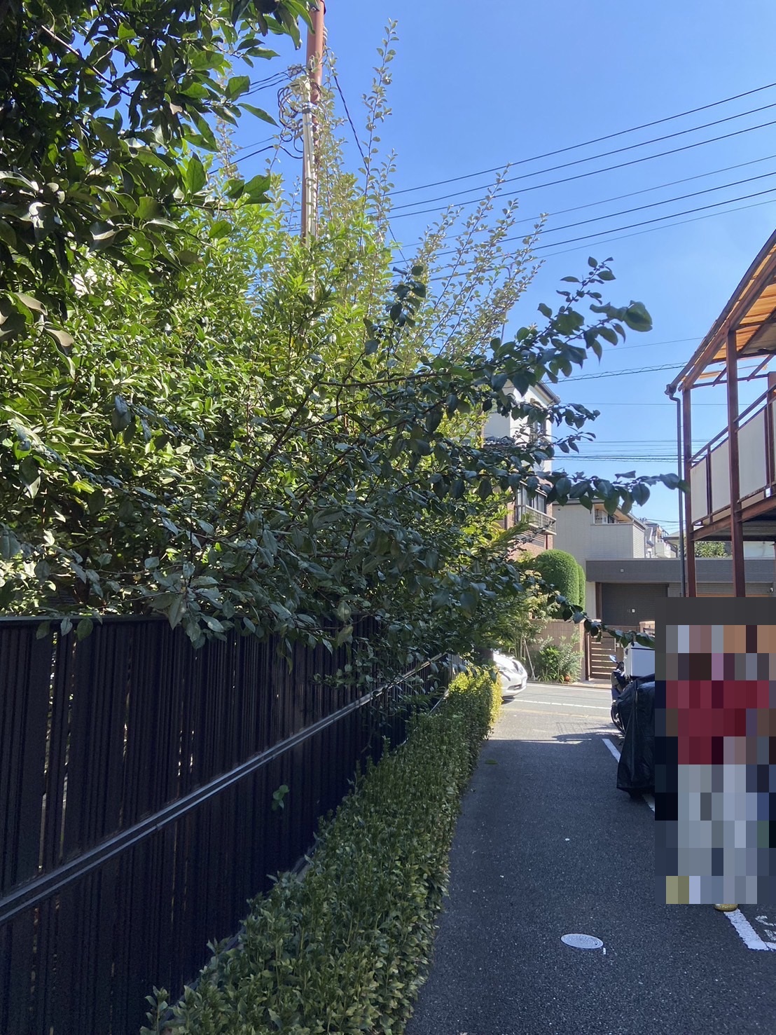 道路にはみ出た大きくなりすぎた木