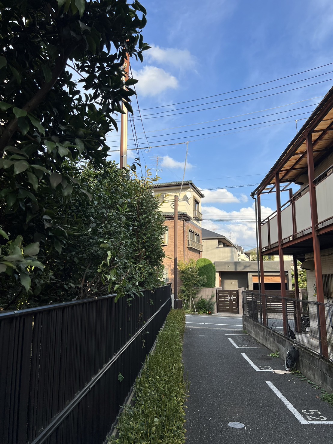 きれいに剪定された目隠し用の木