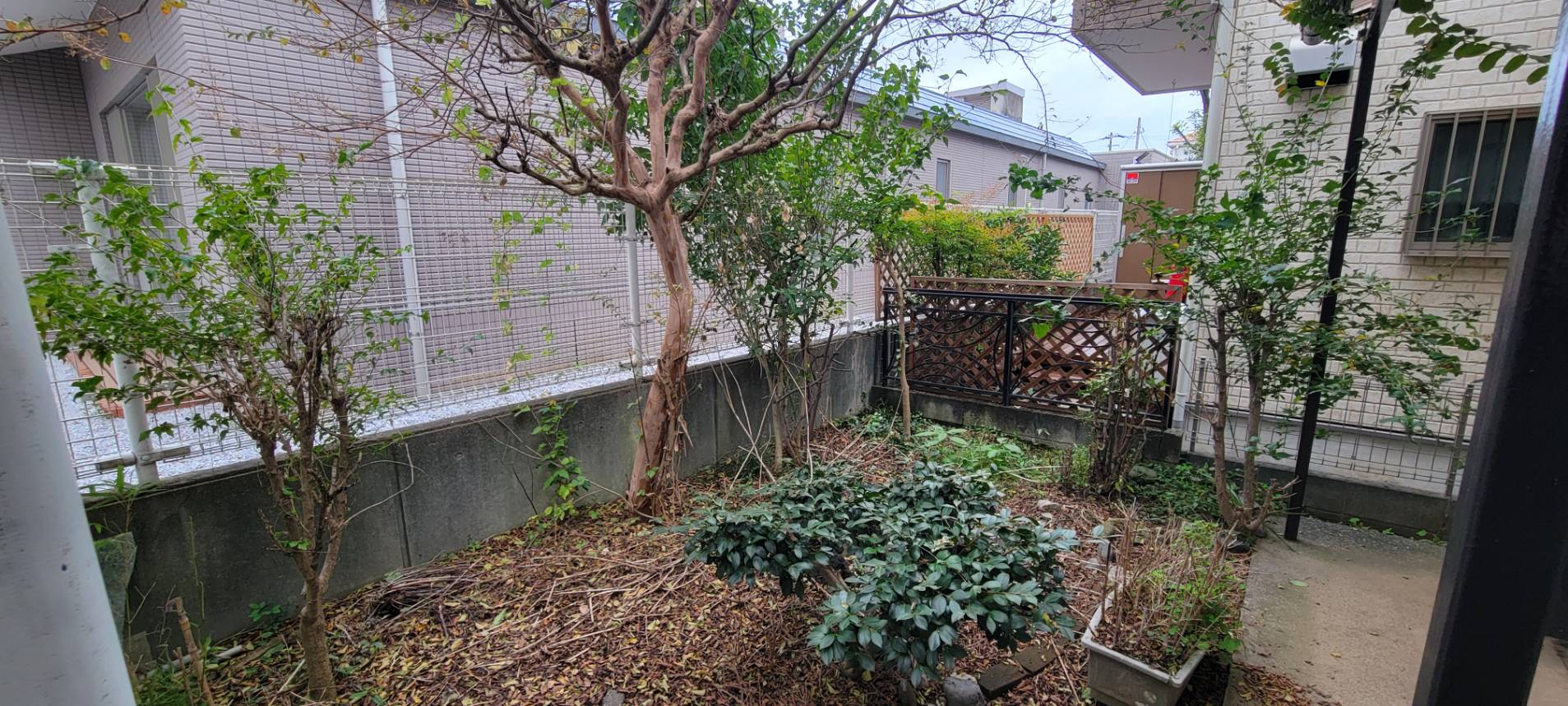 夏の間に伸びた目隠しの木