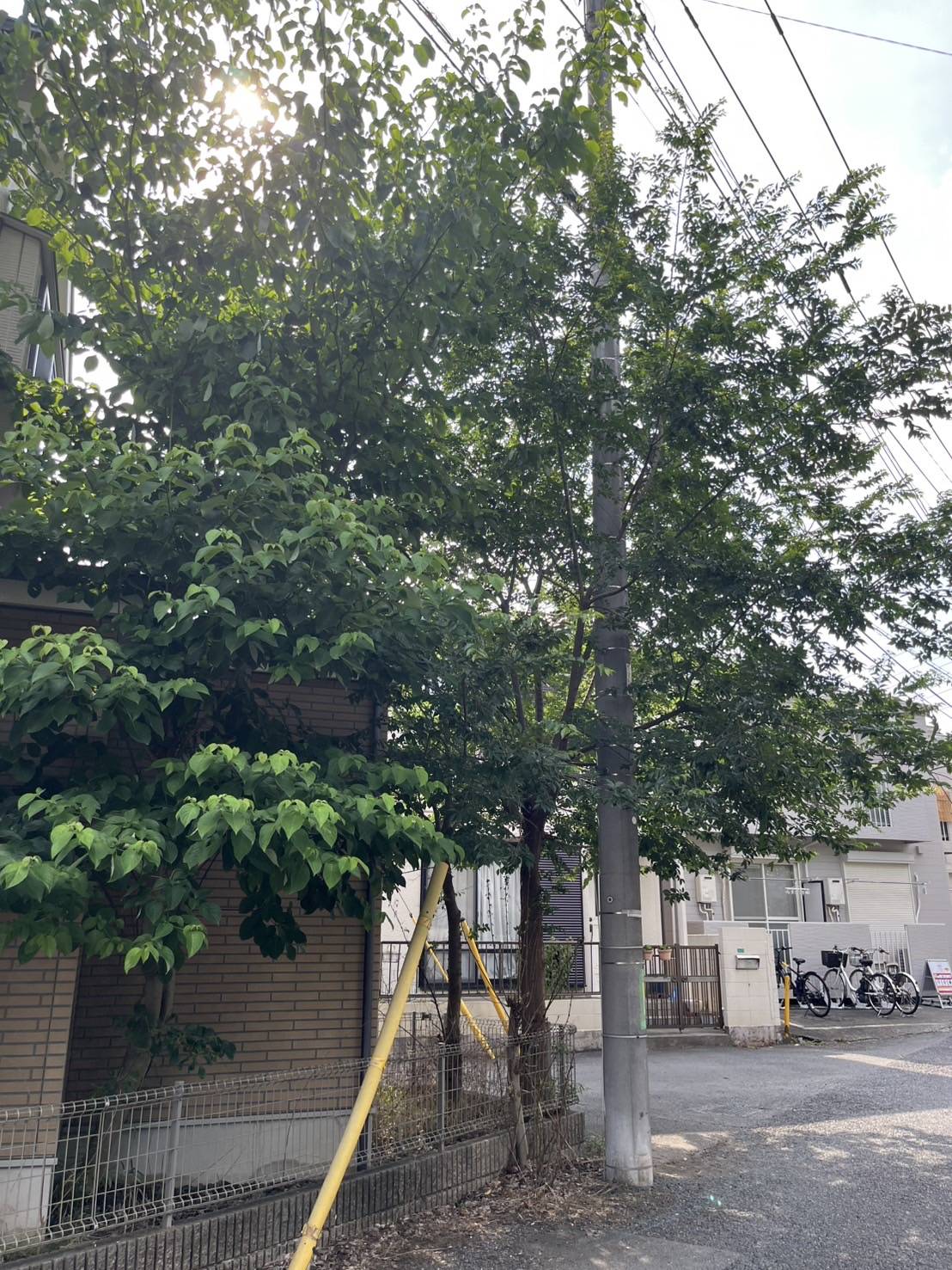 家の敷地を超えてかなりのボリュームになってしまった木