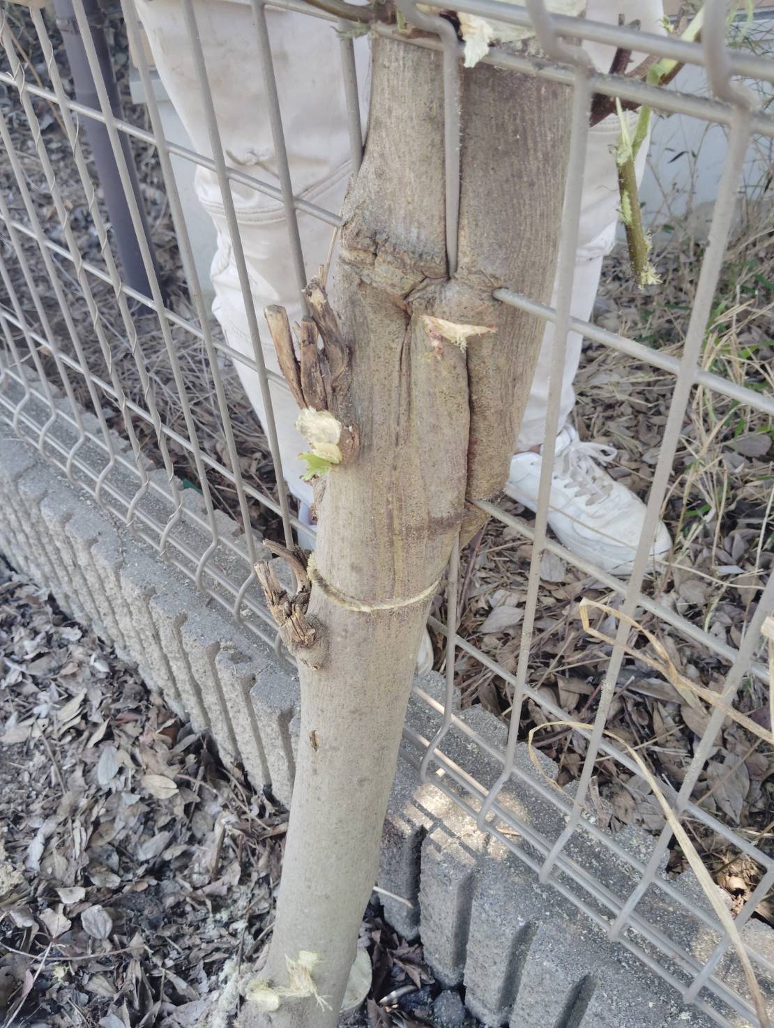 フェンスに絡まってしまっている
