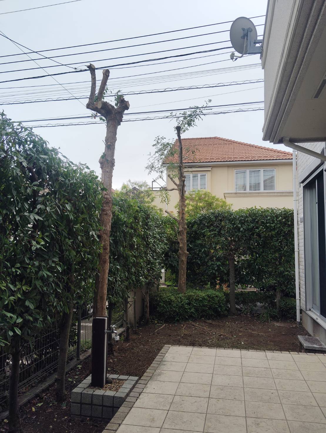強剪定を行いリセット