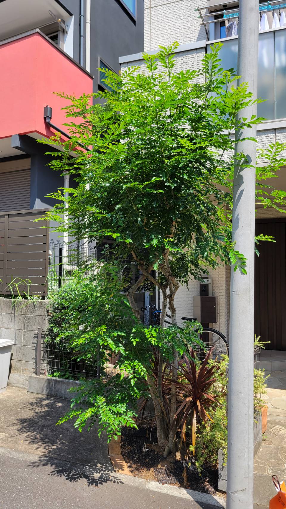 あっという間にもっさりしてしまった庭木