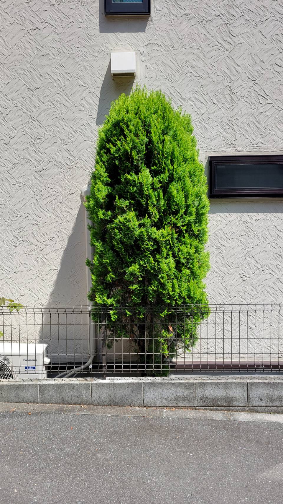 前回に追加してもう一本剪定