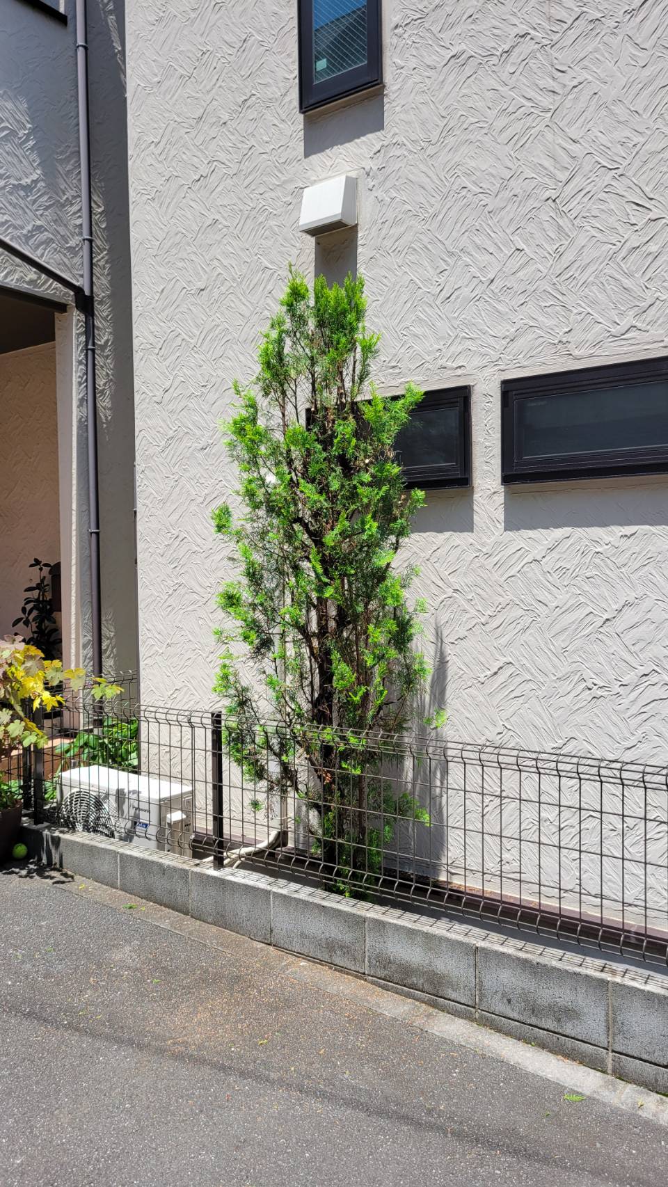 ボリュームが出すぎないように剪定