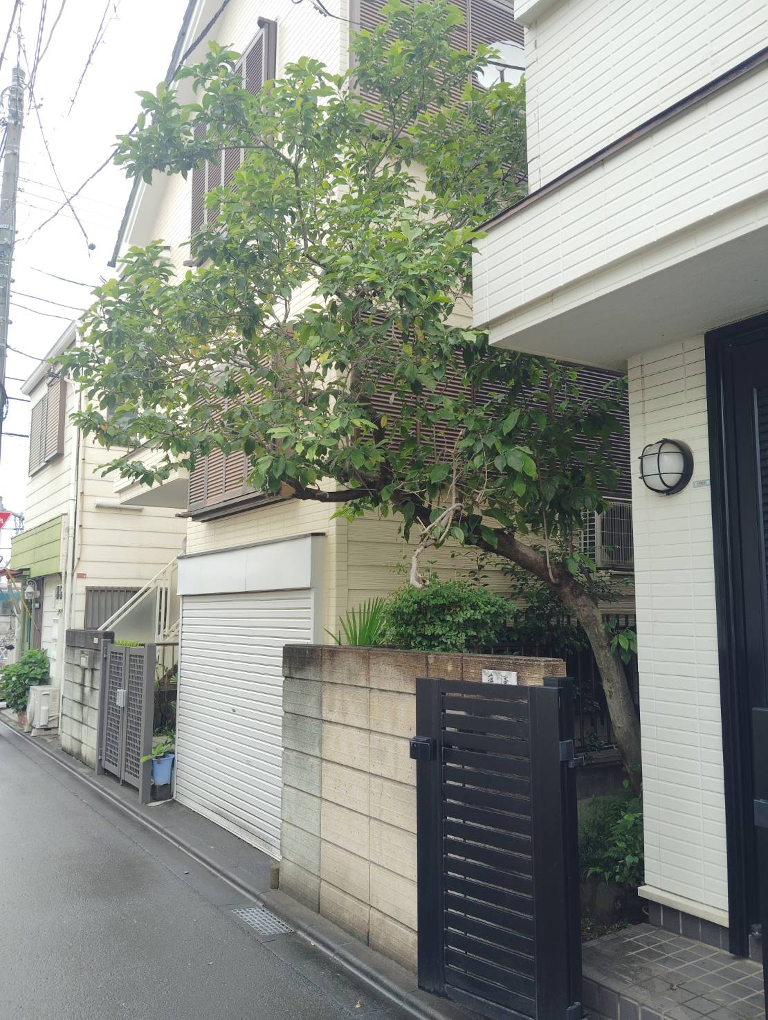 大木になってしまった玄関脇の木
