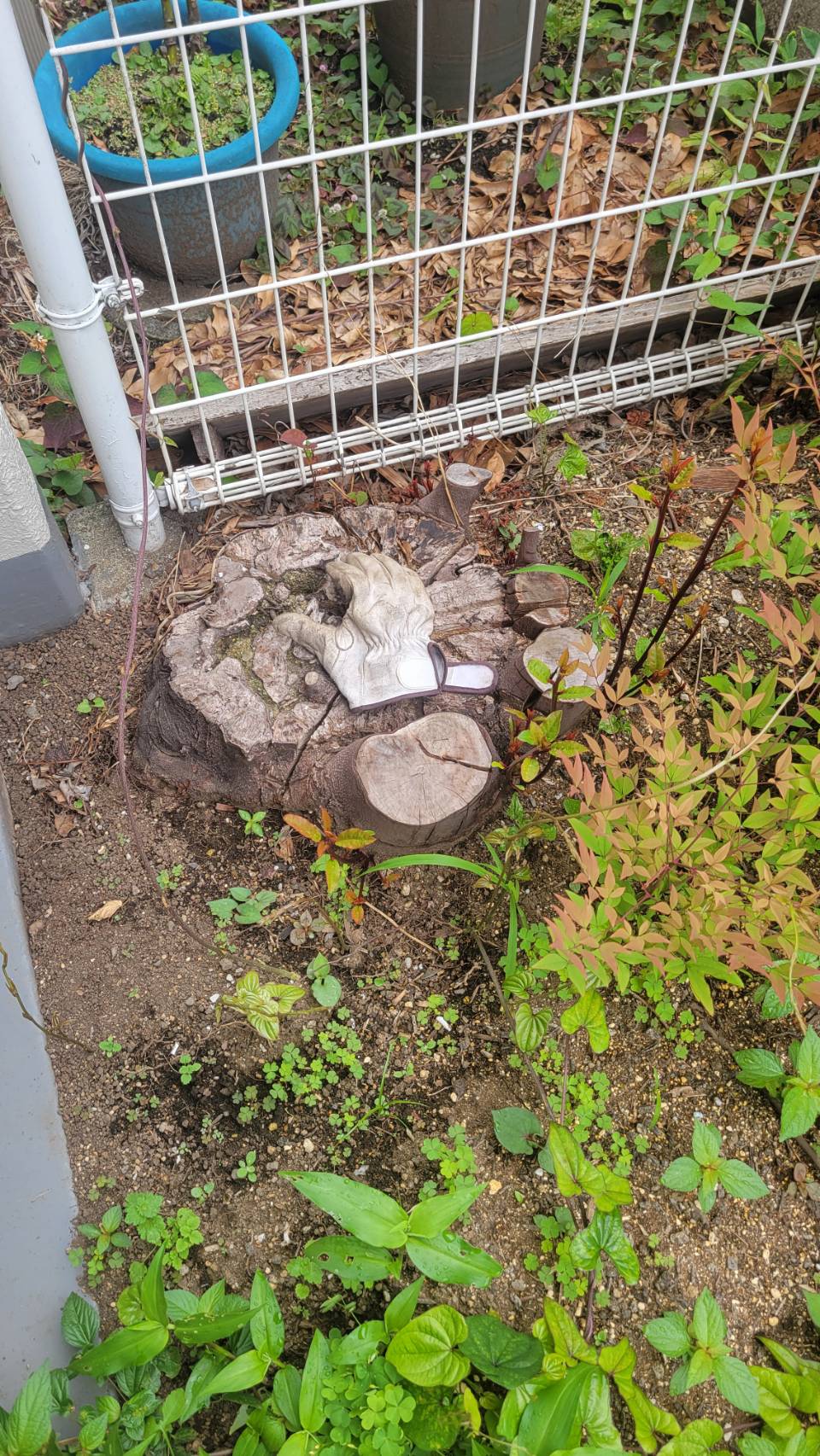 コンクリート近くの木の根