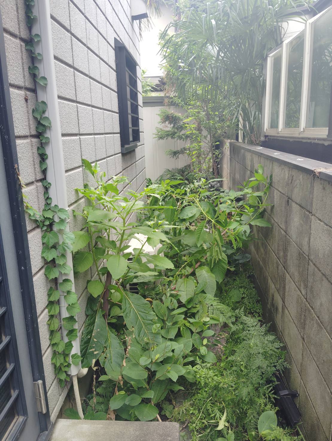 裏口は木のようになった雑草に阻まれてしまっていました