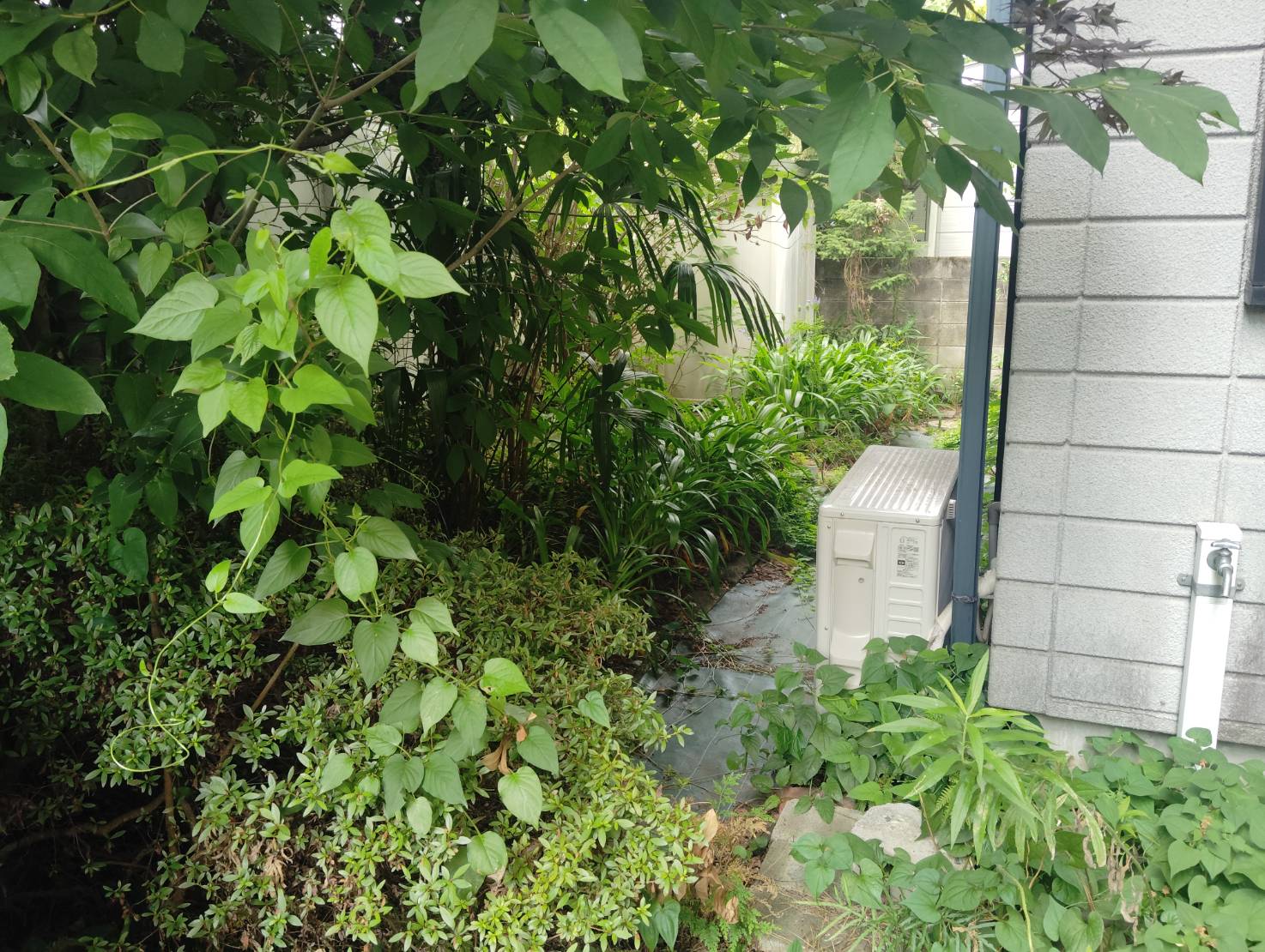 お庭が雑草で埋め尽くされている