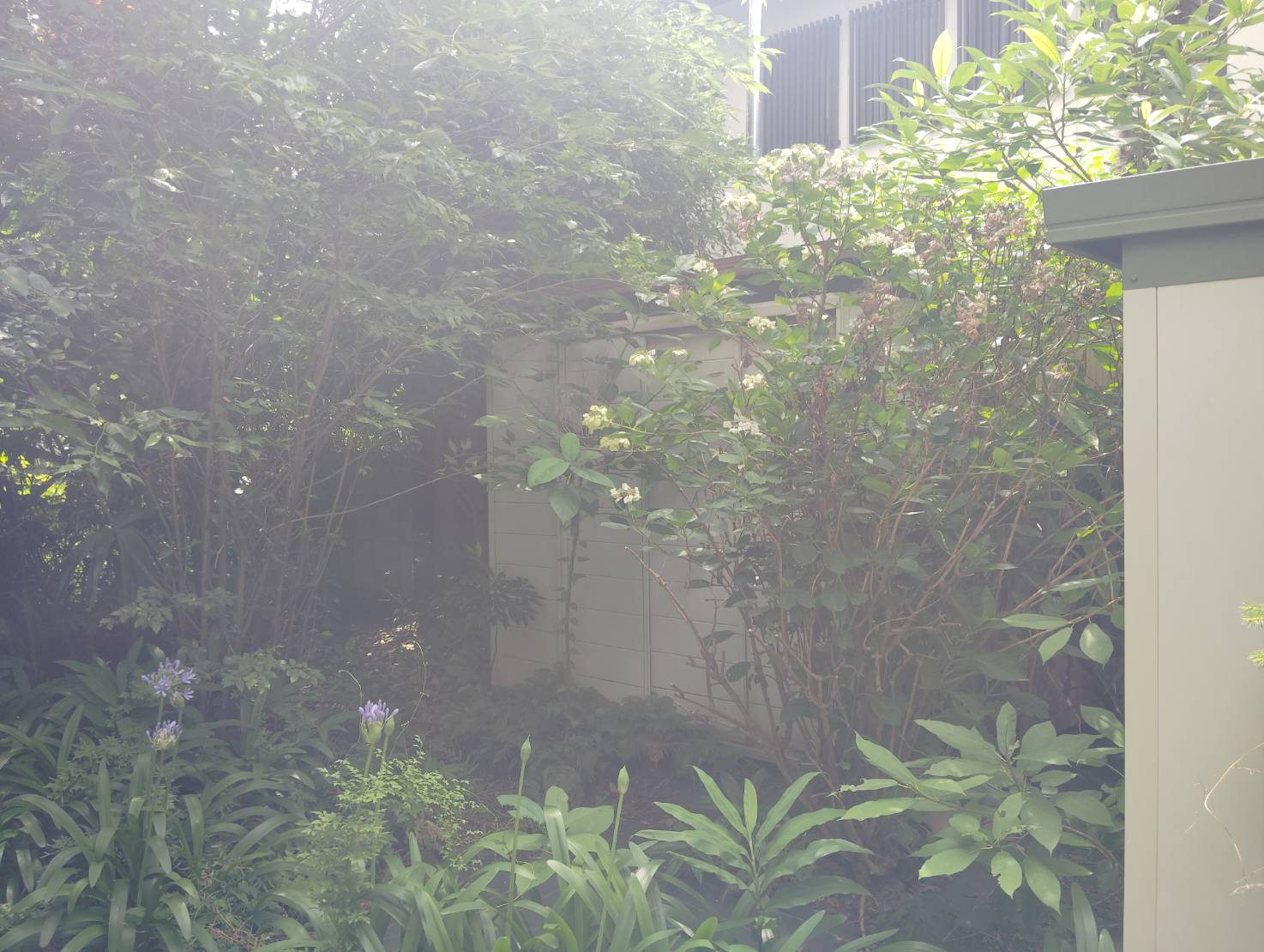 倉庫も雑草にはばまれてしまっている