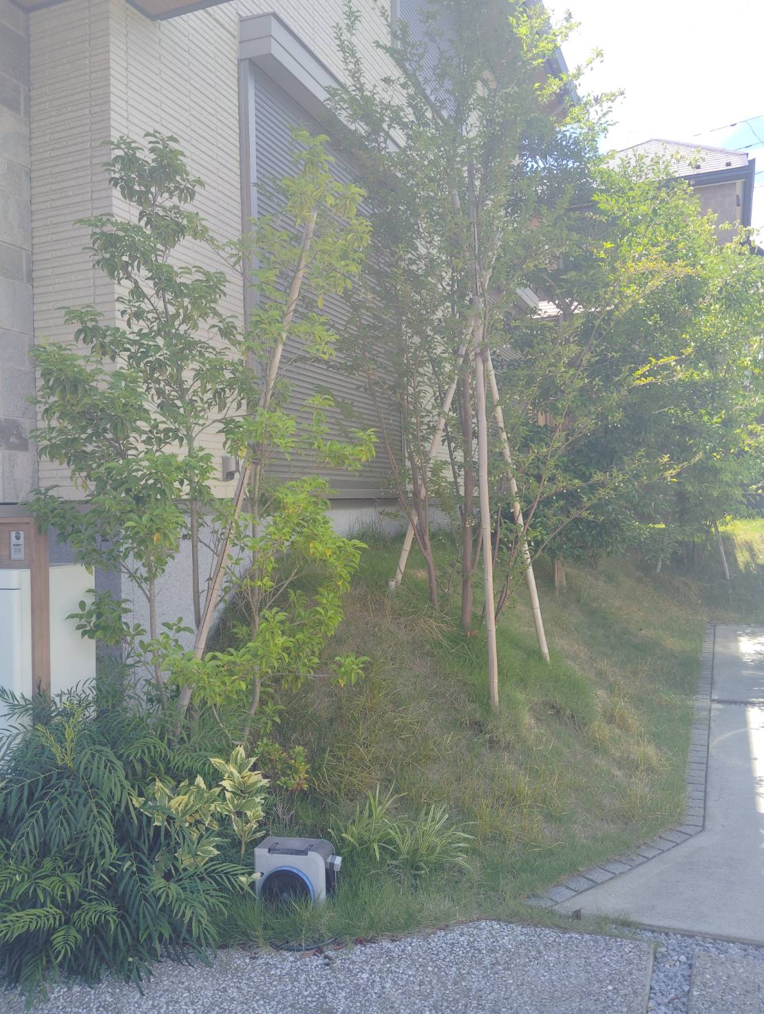一年でこんなに伸びてしまいます