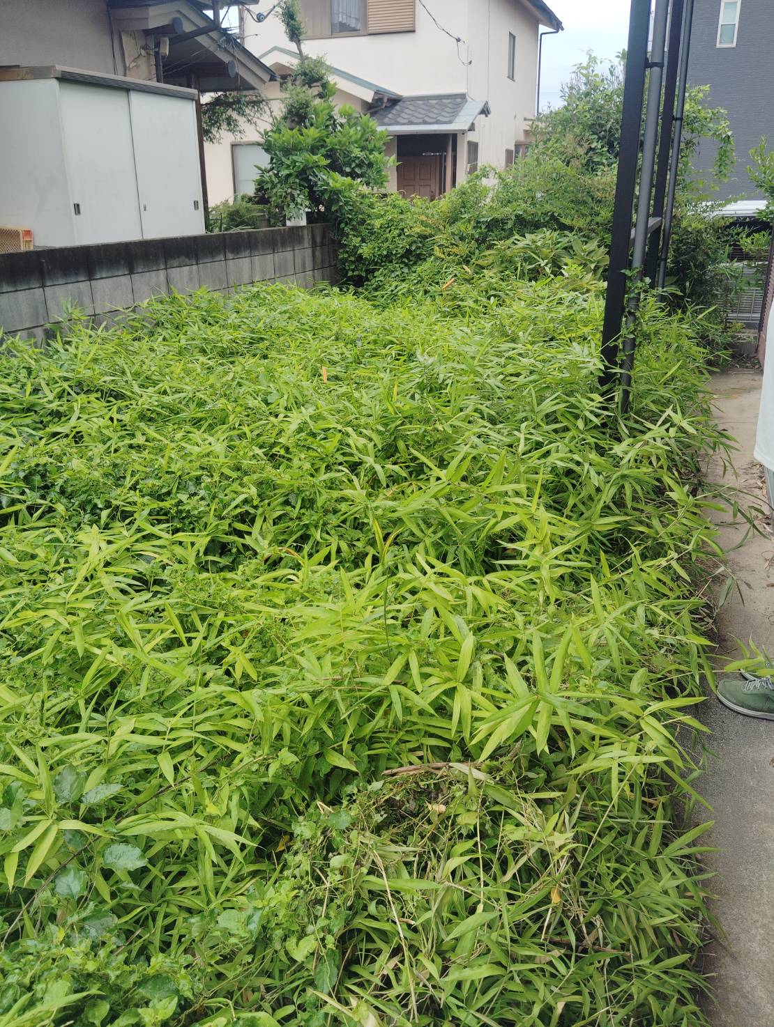 一面に発生している雑草