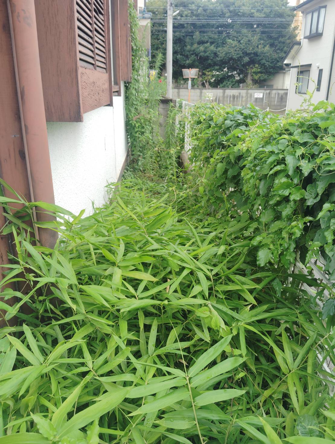 一面に発生している雑草