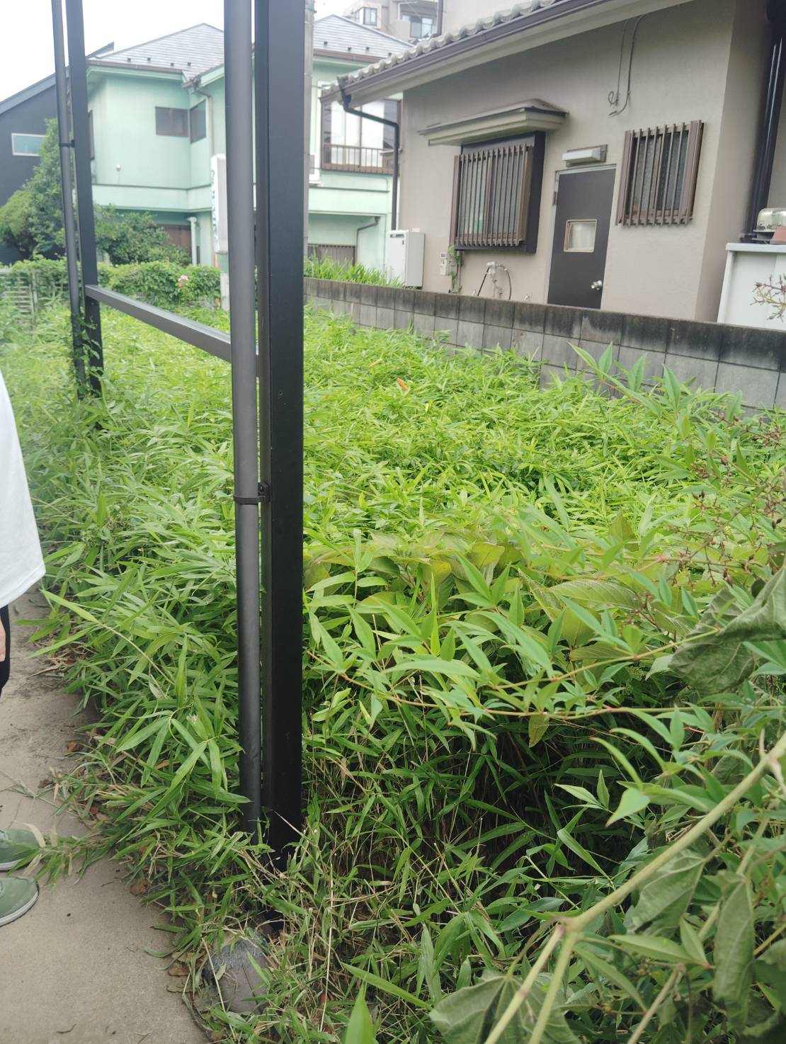 一面に発生している雑草