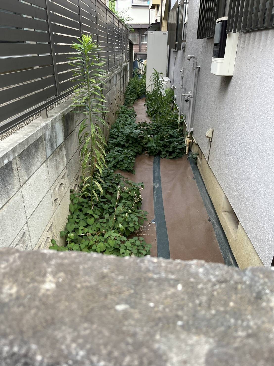 防草シートの下から生えてきてしまっている雑草