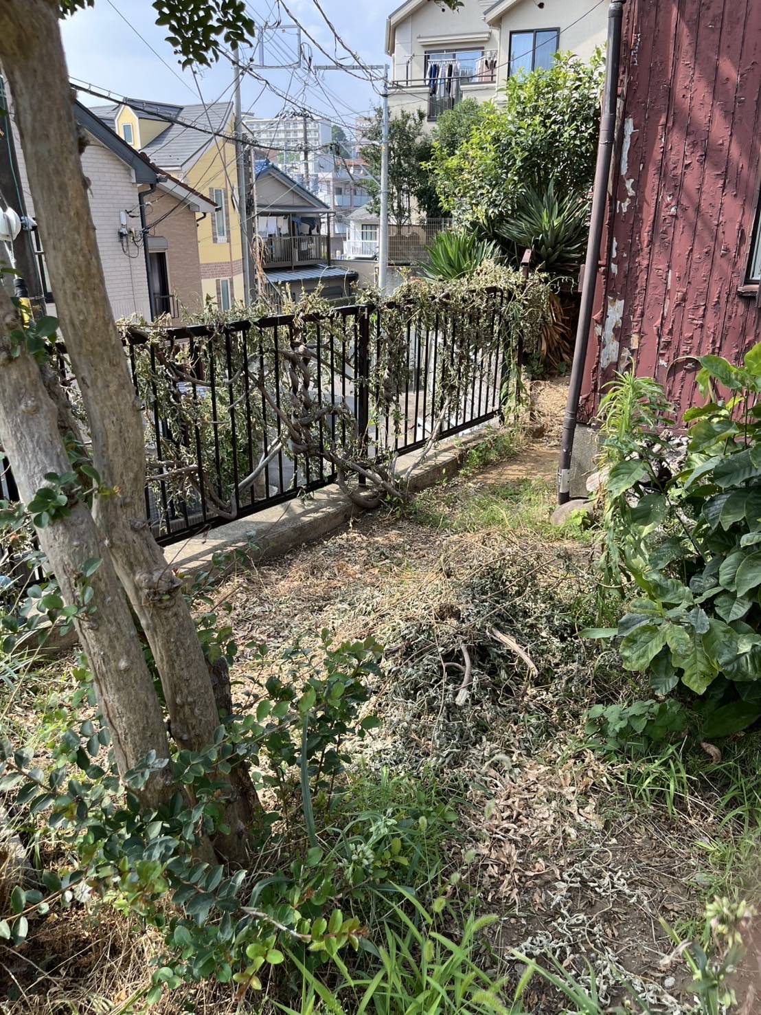 フェンスを壊しかねないツタ