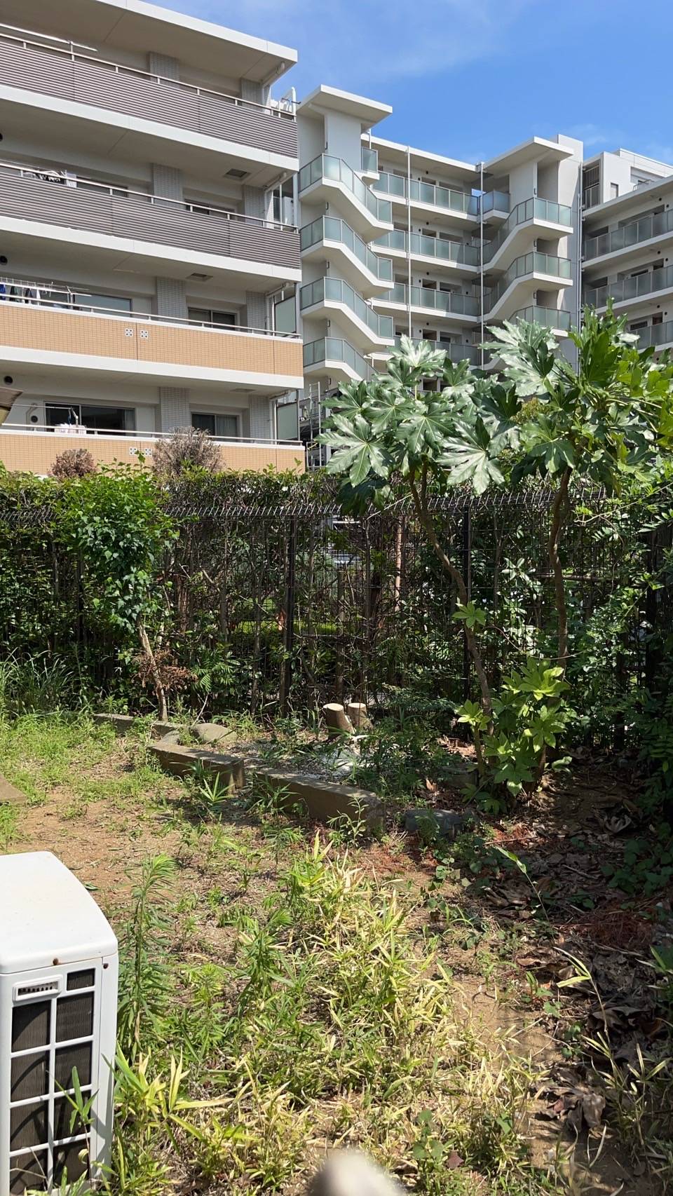 庭木全てを伐採