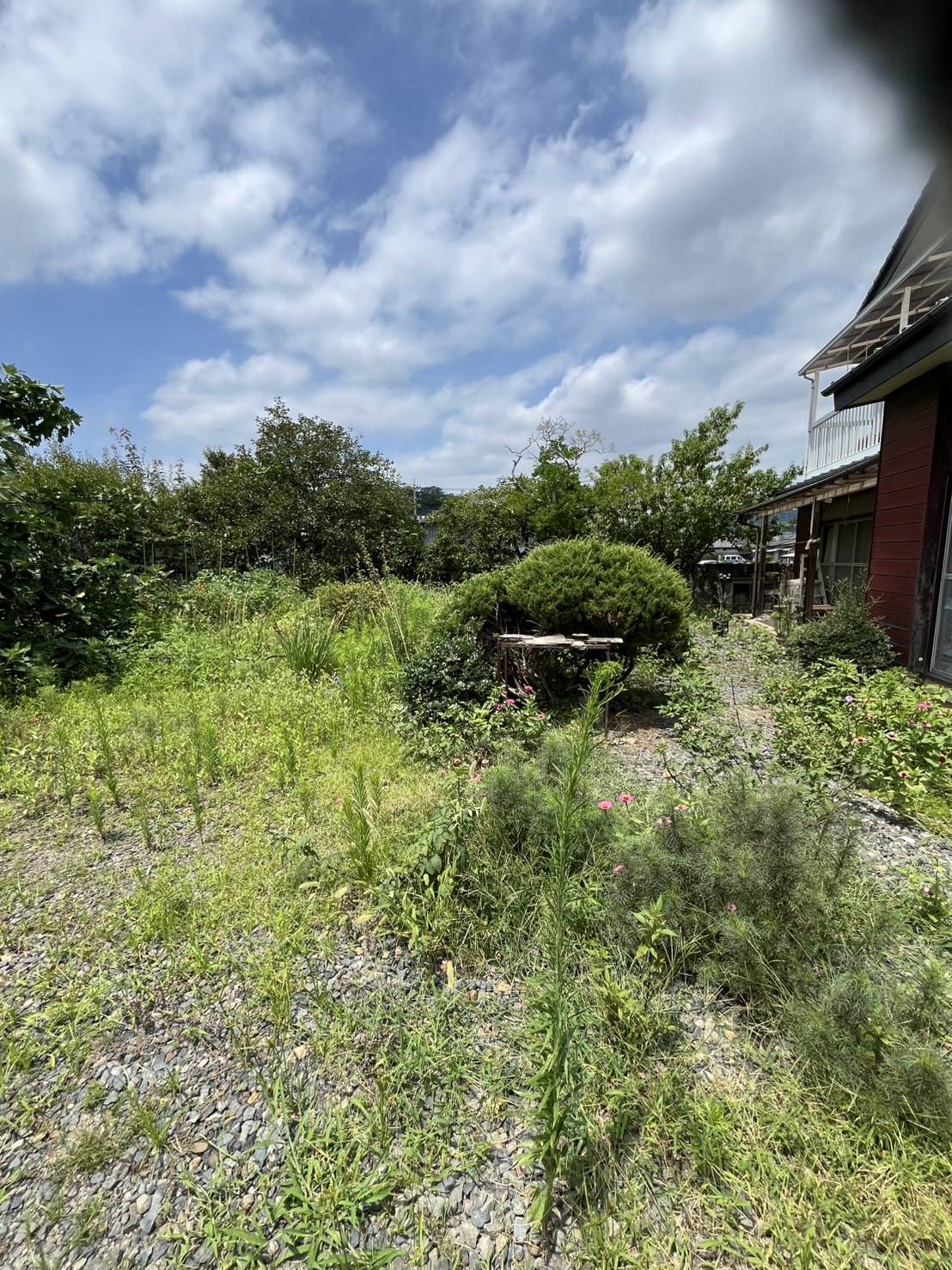 雑草が伸びてしまって手をつけられない