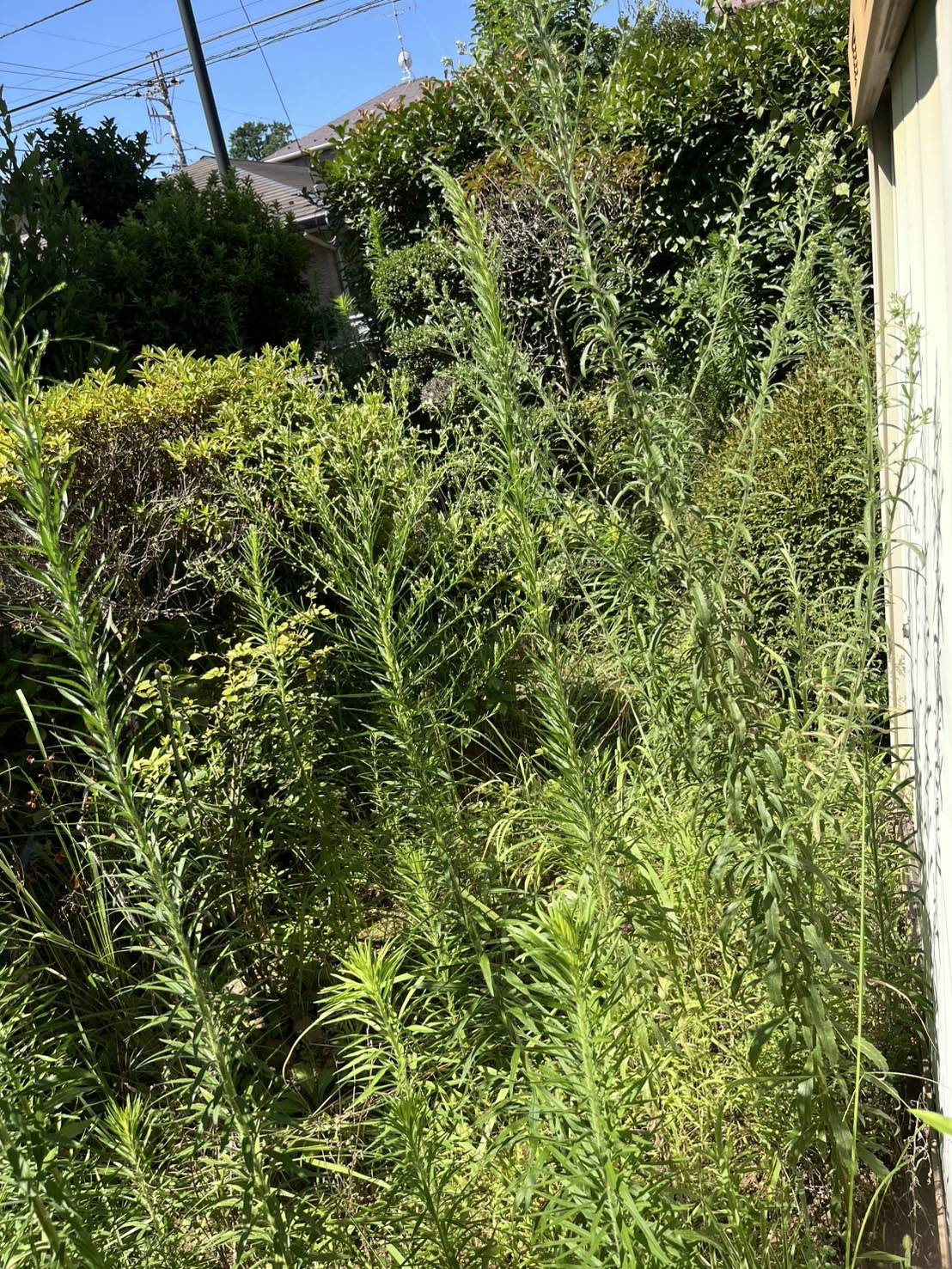 雑草が伸びてしまって手をつけられない