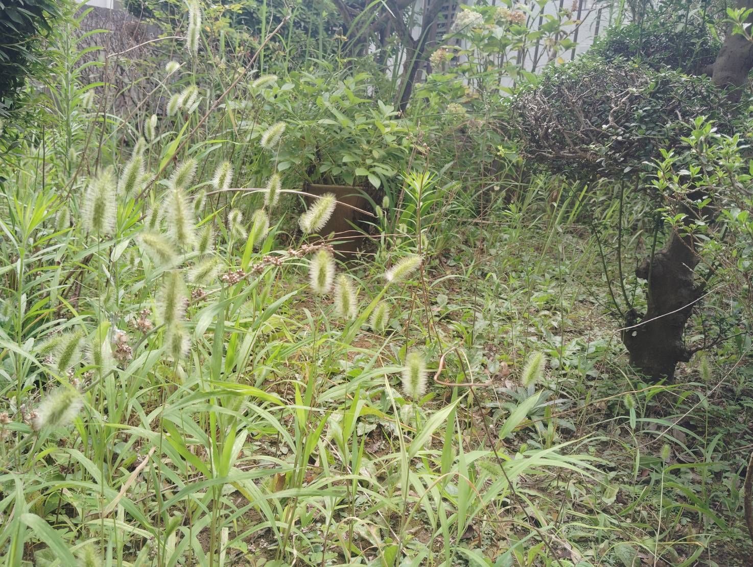 雑草が伸びてしまって手をつけられない