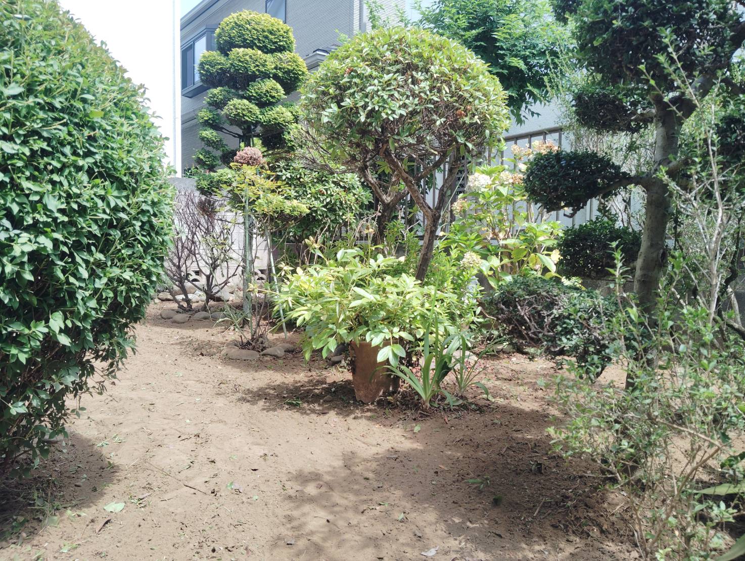 雑草が伸びてしまって手をつけられない