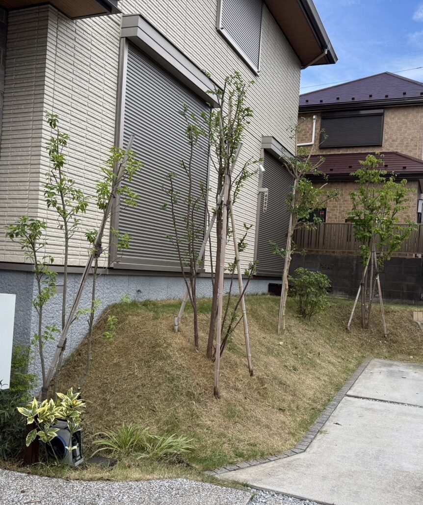 夏に向けて少し強めに剪定