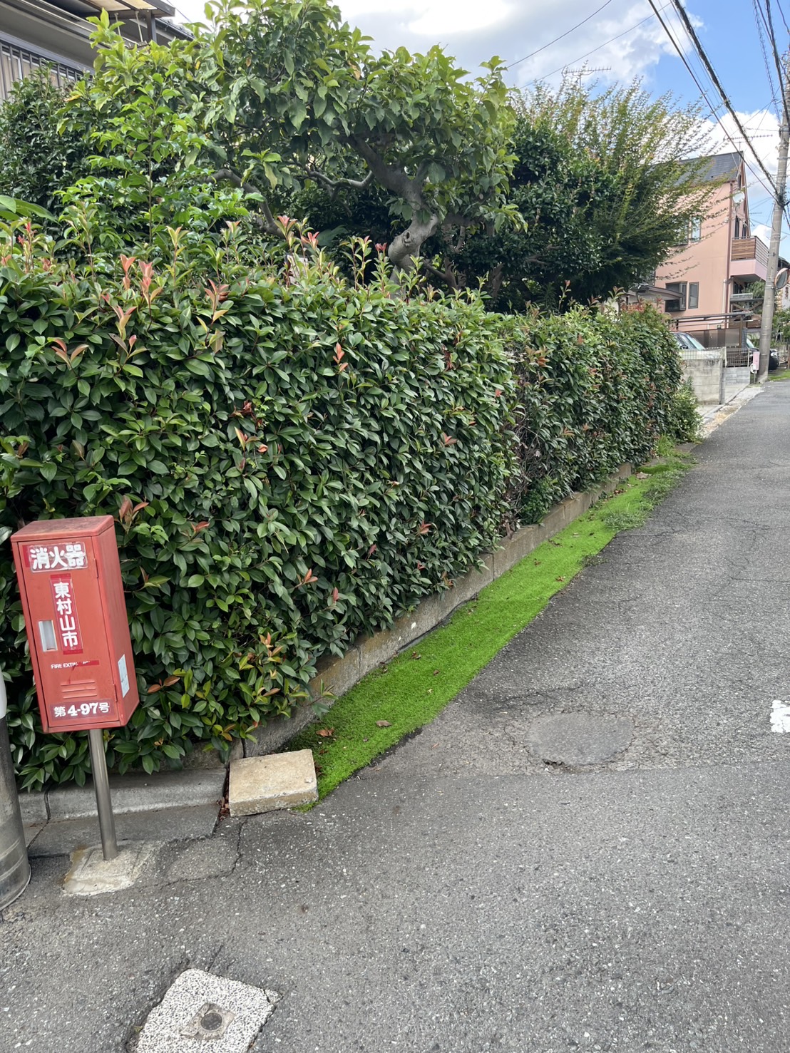 レッドロビンの剪定