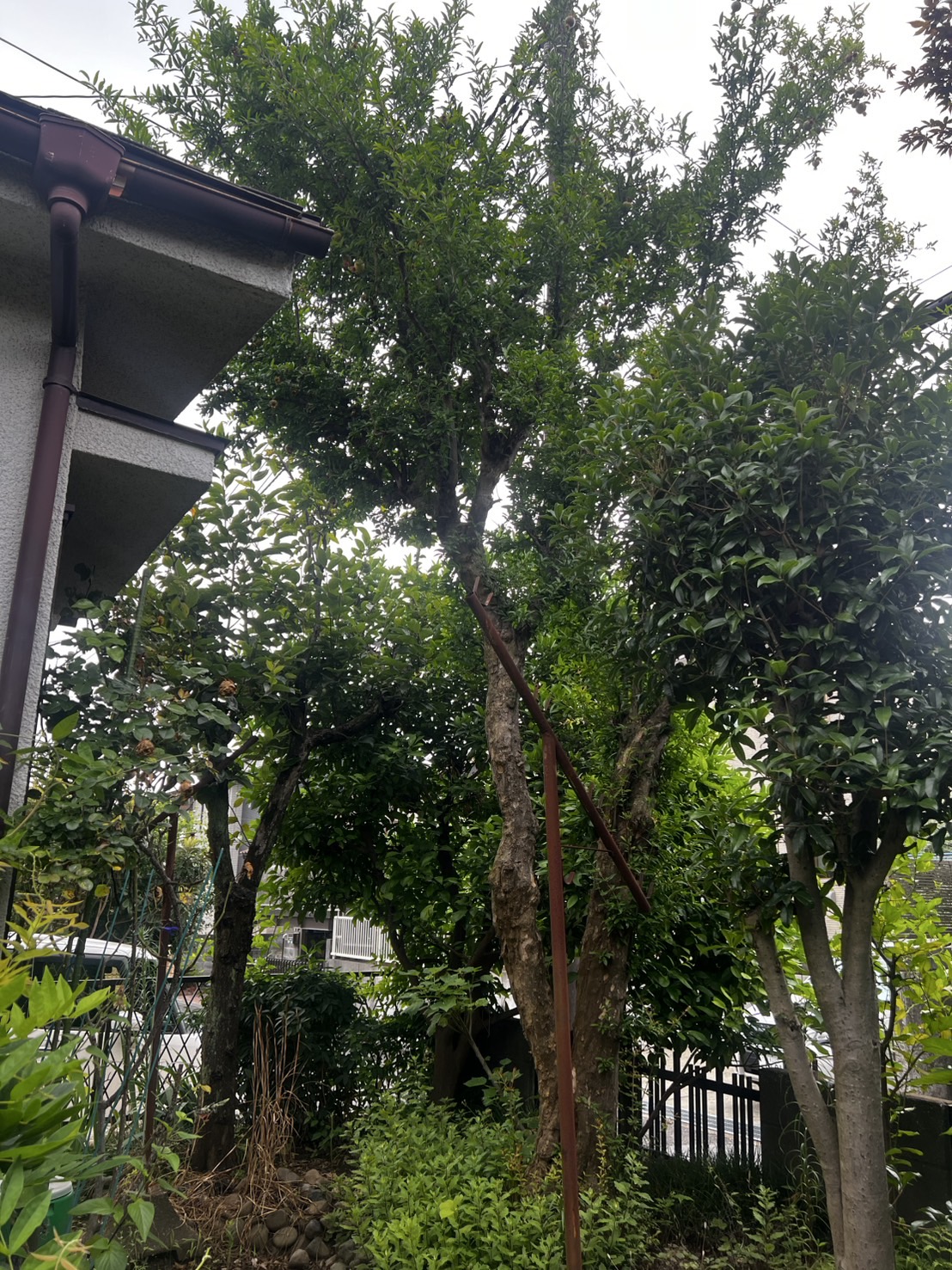 圧迫感のあるお庭に、、