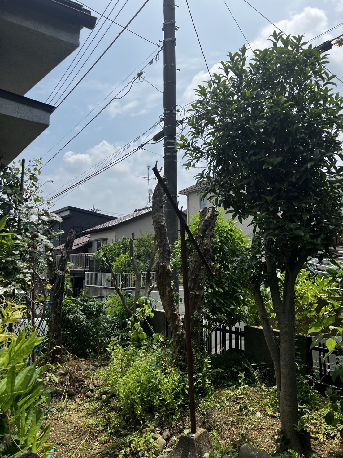 日当たりも良くなりました