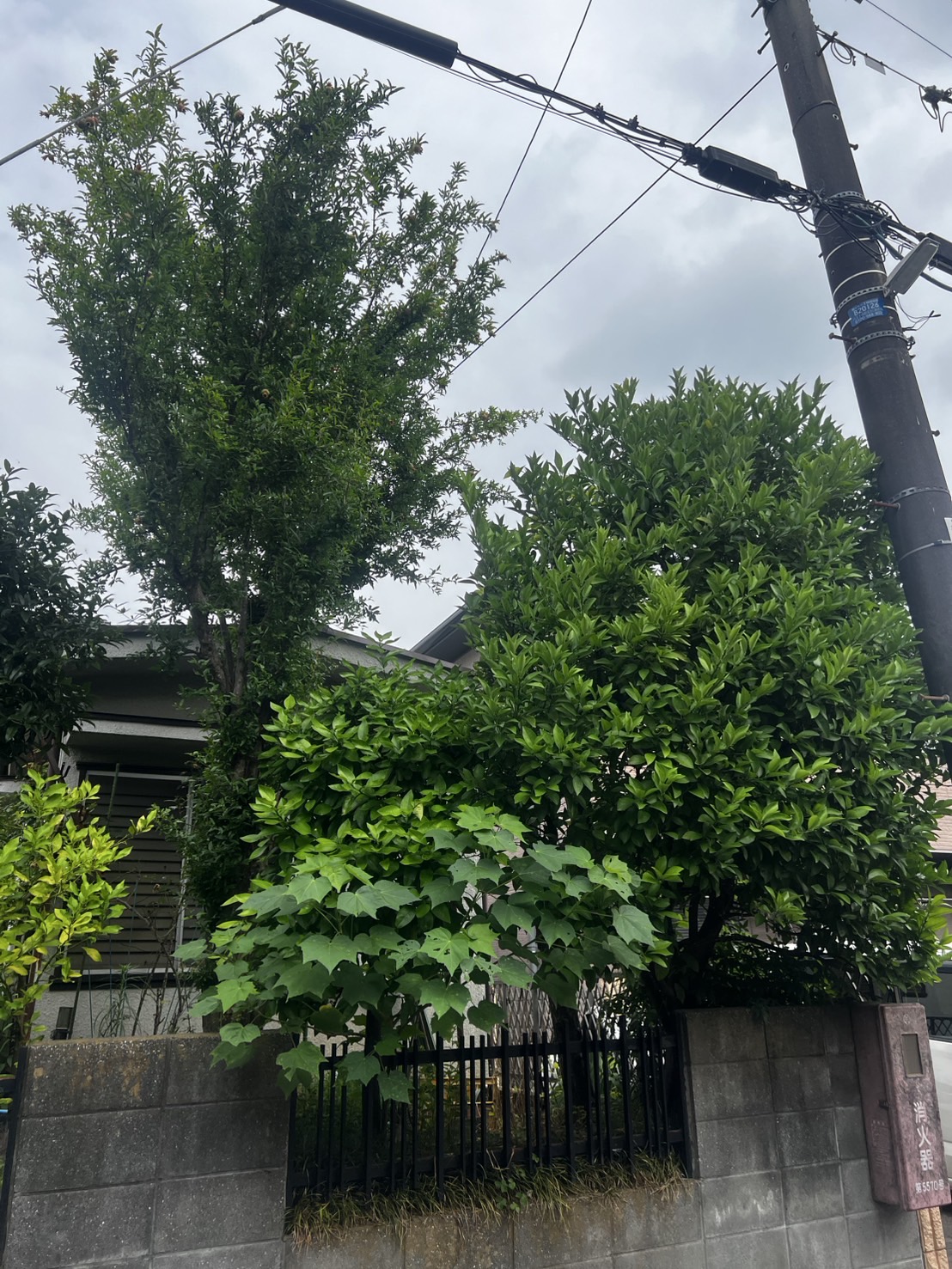外観ももっさりしてみえてしまっている